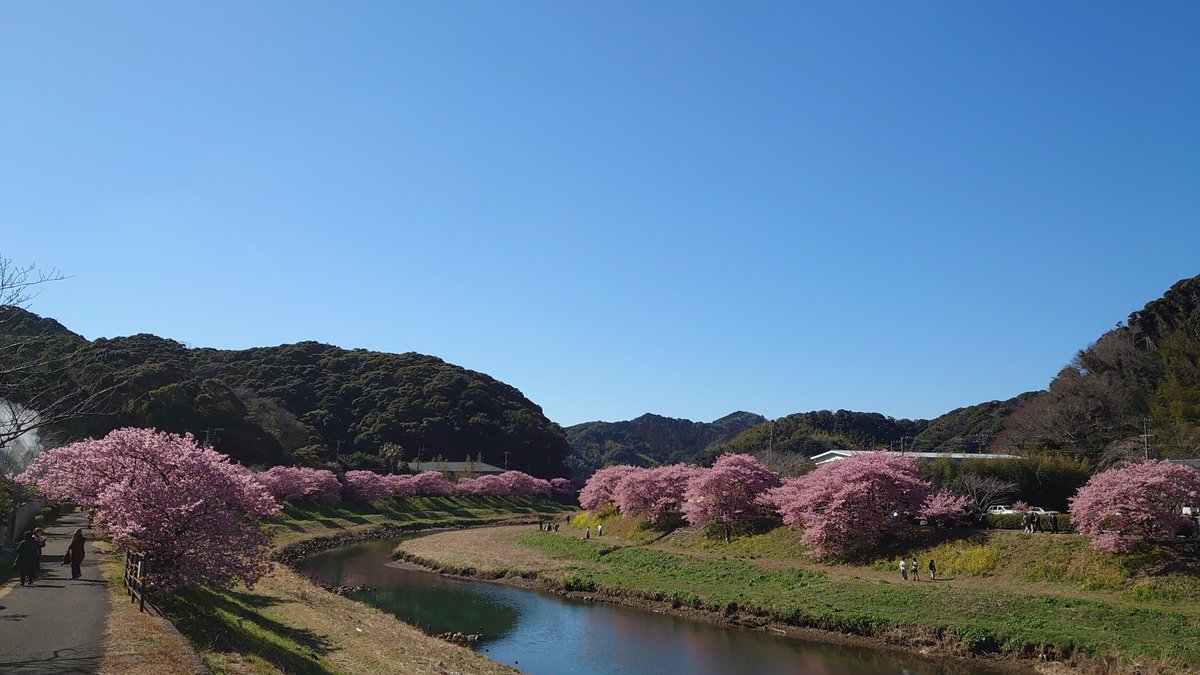 野川葵 