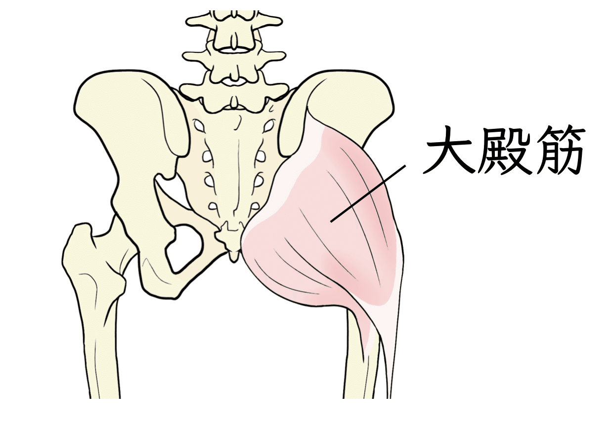 骨盤帯・股関節の臨床評価①〜構造の理解と触察術〜｜理学療法士による
