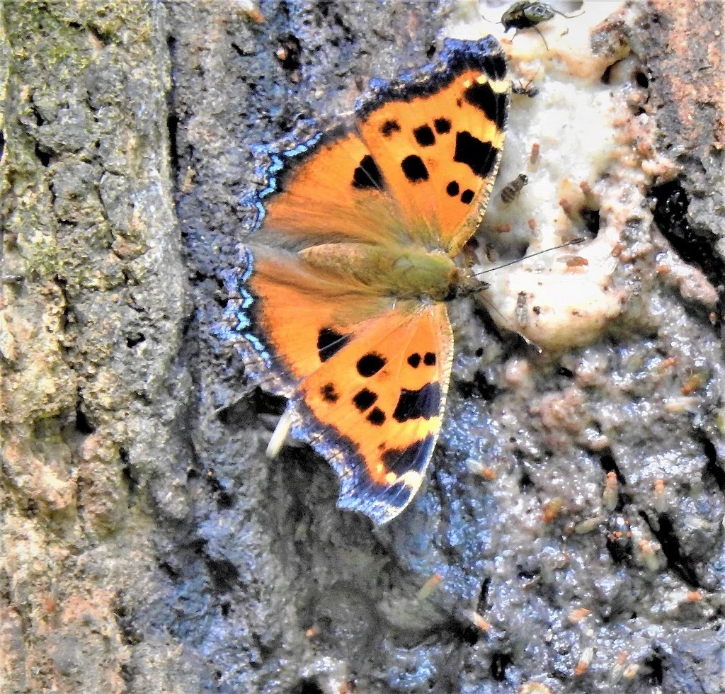 [Natural Environment Subcommittee Column] Visiting Nature (8) Visiting ...