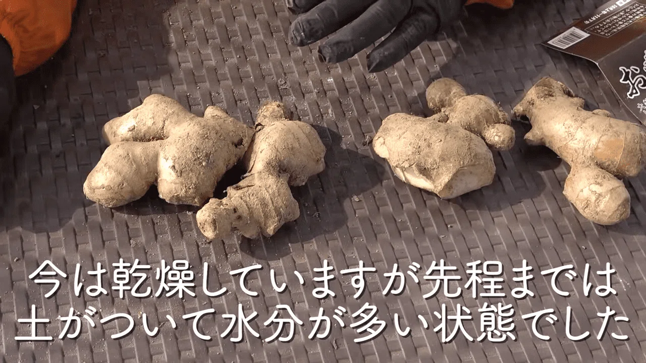 家庭菜園】生姜の栽培準備についてご紹介｜井上寅雄農園 / 井上隆太朗