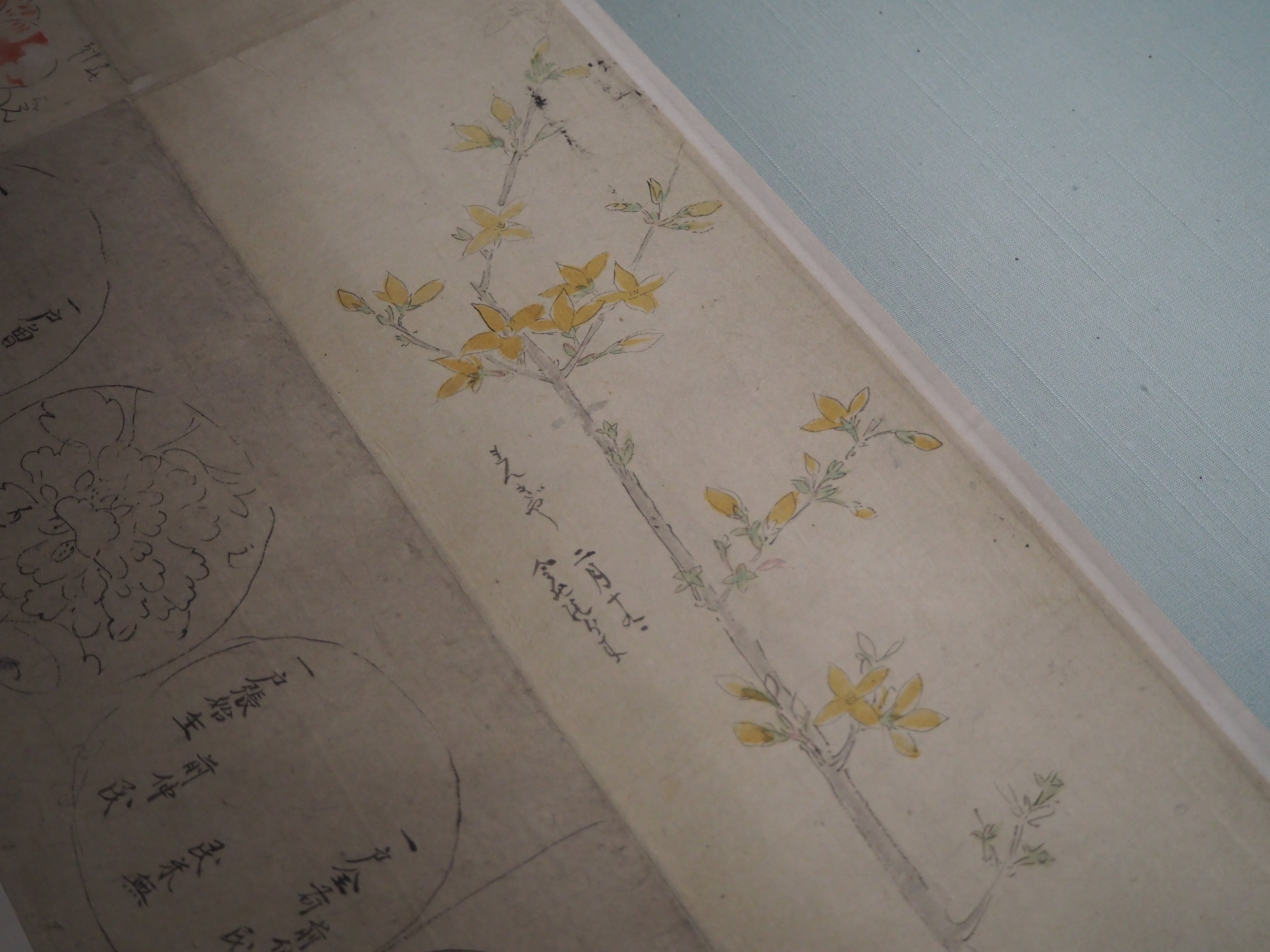 狩野探幽の草花のスケッチ@東京国立博物館｜かわかわ