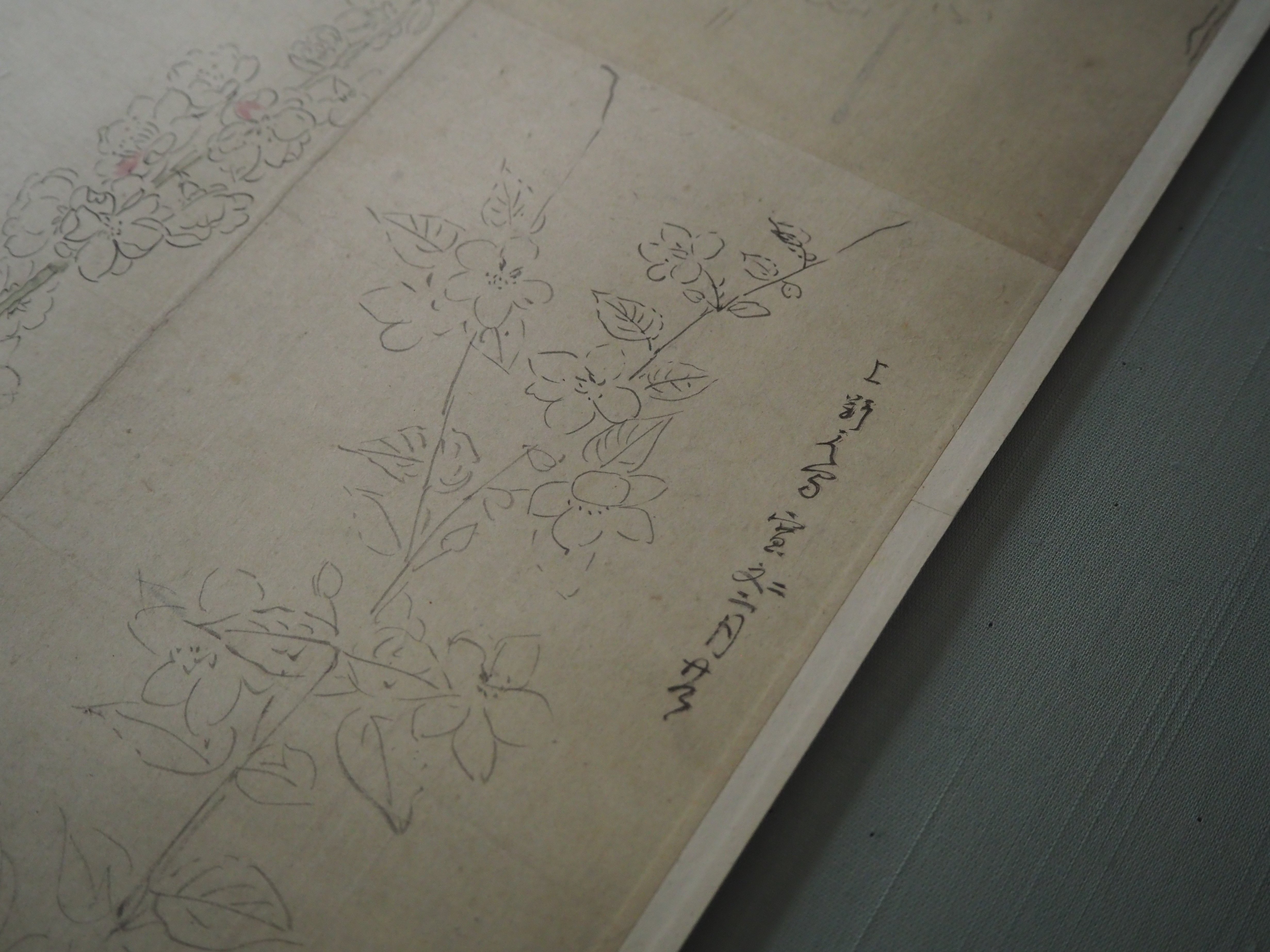 狩野探幽の草花のスケッチ@東京国立博物館｜かわかわ