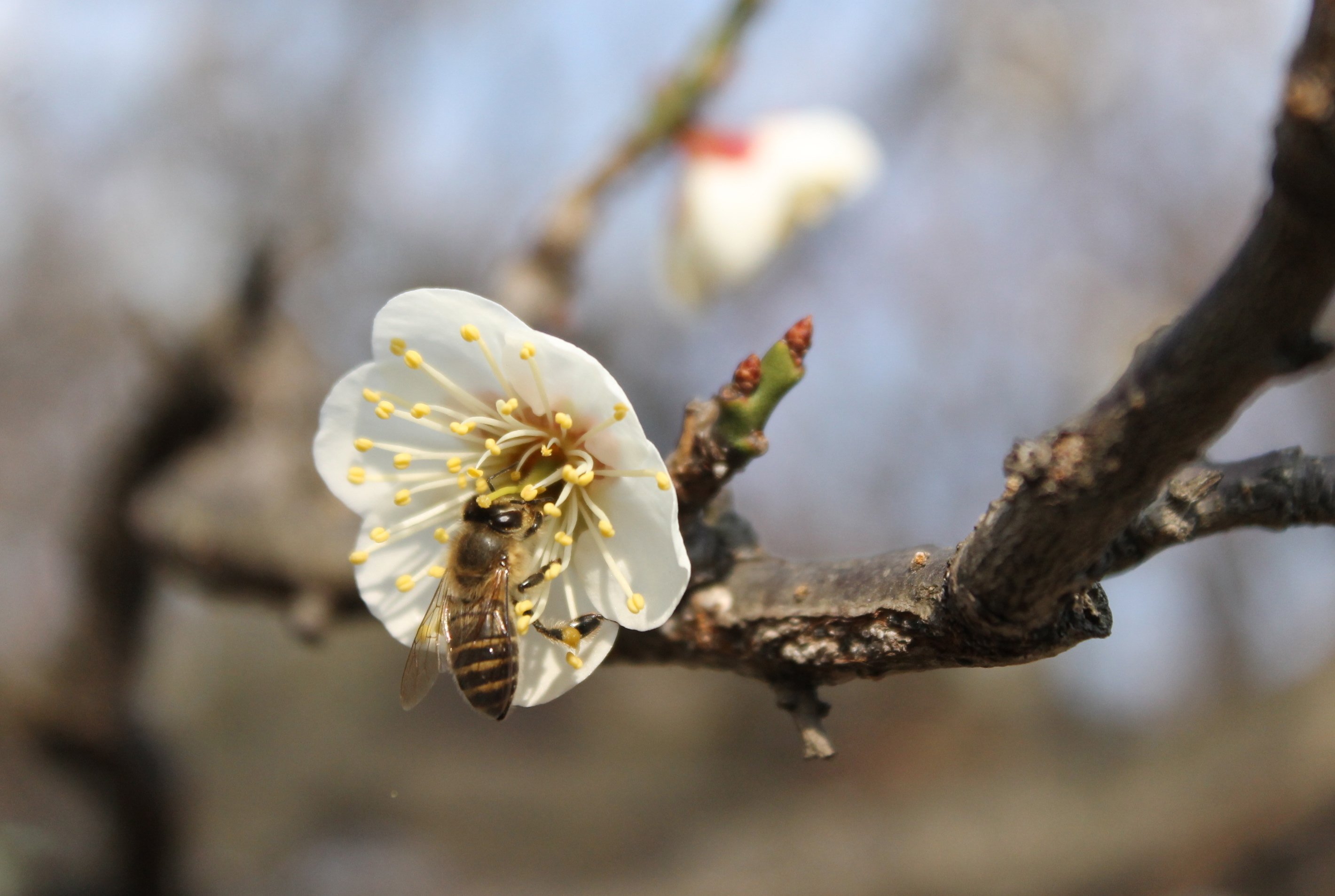 美品‼️染め名古屋帯／紅梅白梅 48_紅梅白梅に秘められた色の意味｜colorfulvision_色彩研究室：tomomi