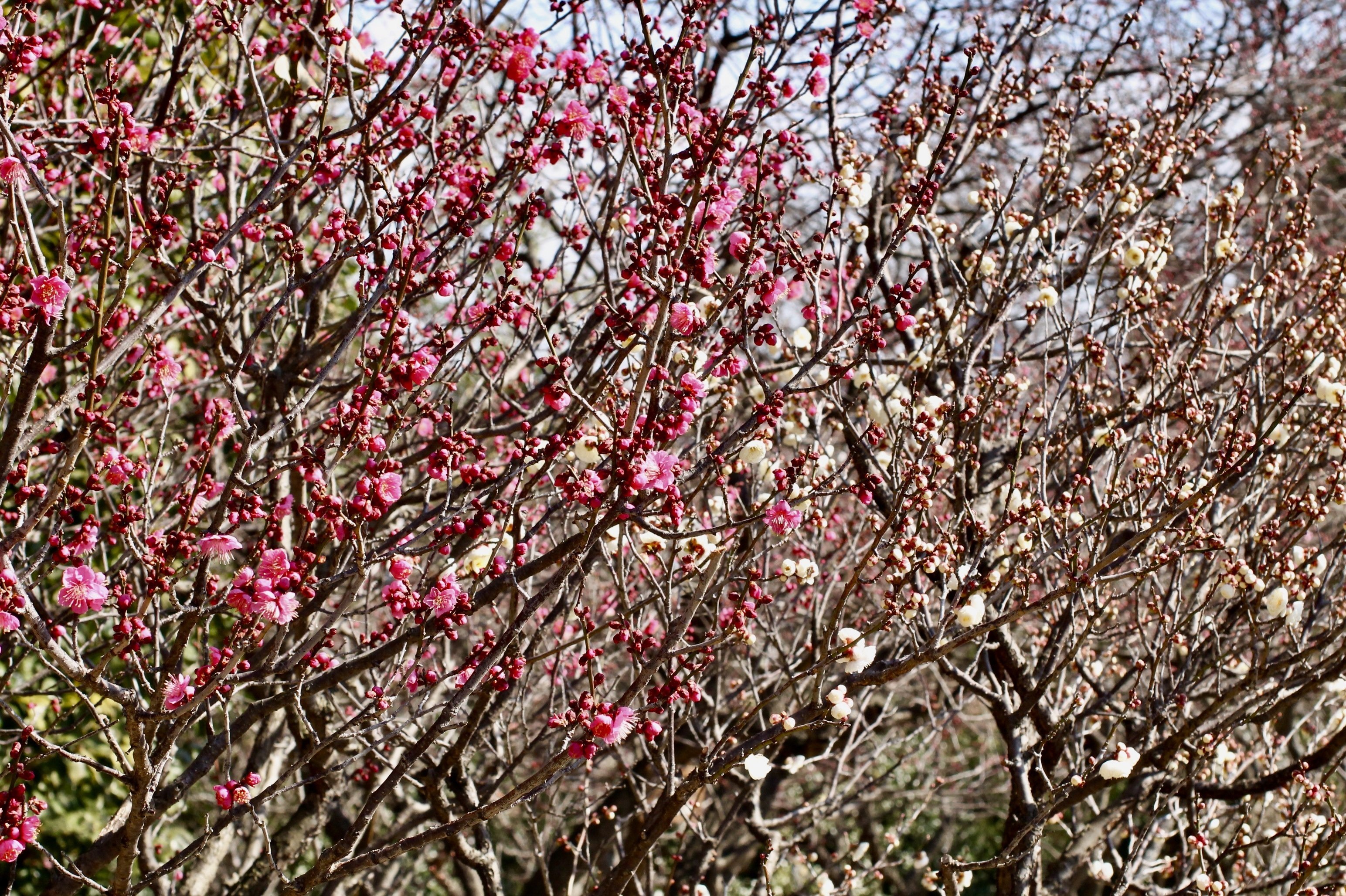 紅梅・白梅いろいろ