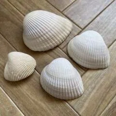 ç»å