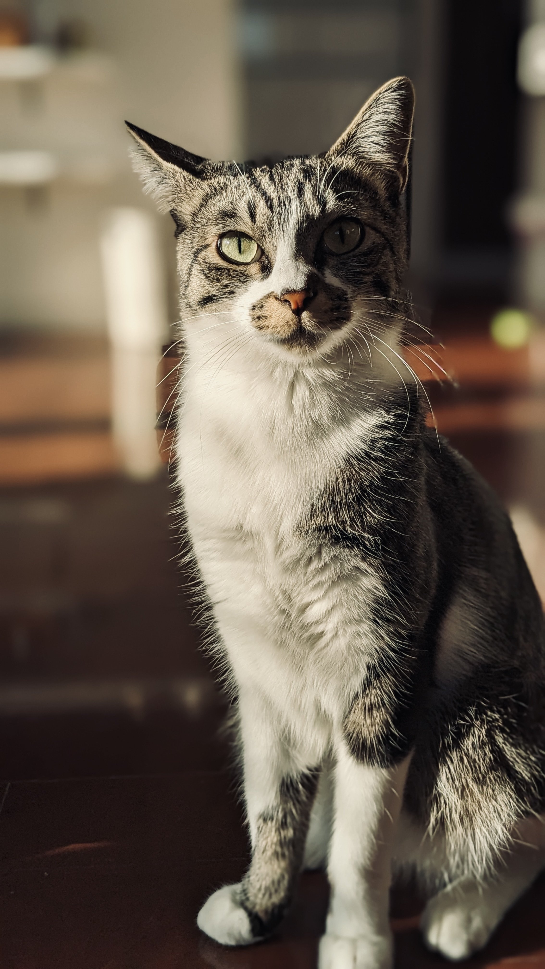 J782＃今日穿搭2(PET)能猫日记切り売り海外人物マステ女の子苜暖