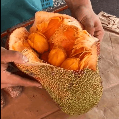 ジャックフルーツ接木苗 赤い果肉タイプ - 植物と雑貨のセレクト