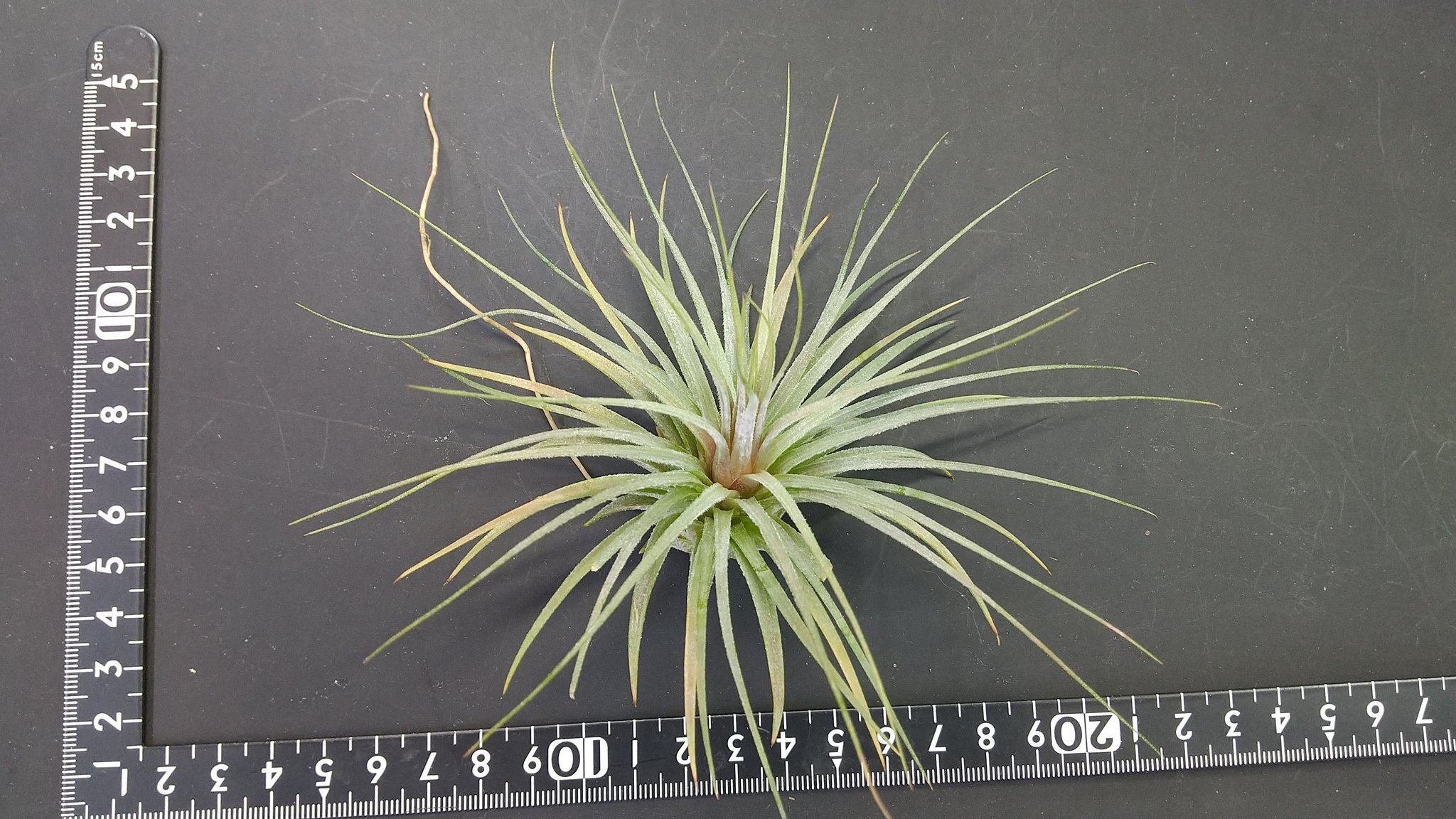 チランジア パチャラトロピカーナ チランジア パチャラトロピカーナ 【公式通販】