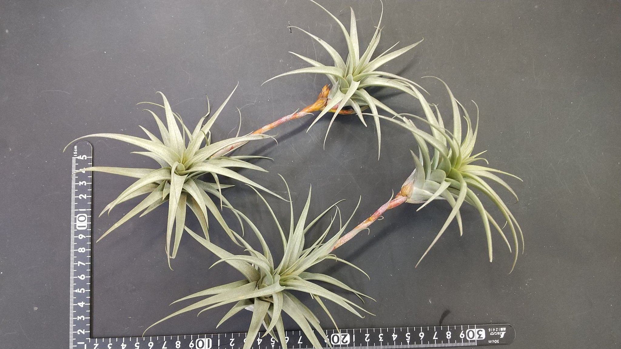 チランジア ドゥラティ ② チランジア入荷リスト2/24｜NatureGarden🌿神田