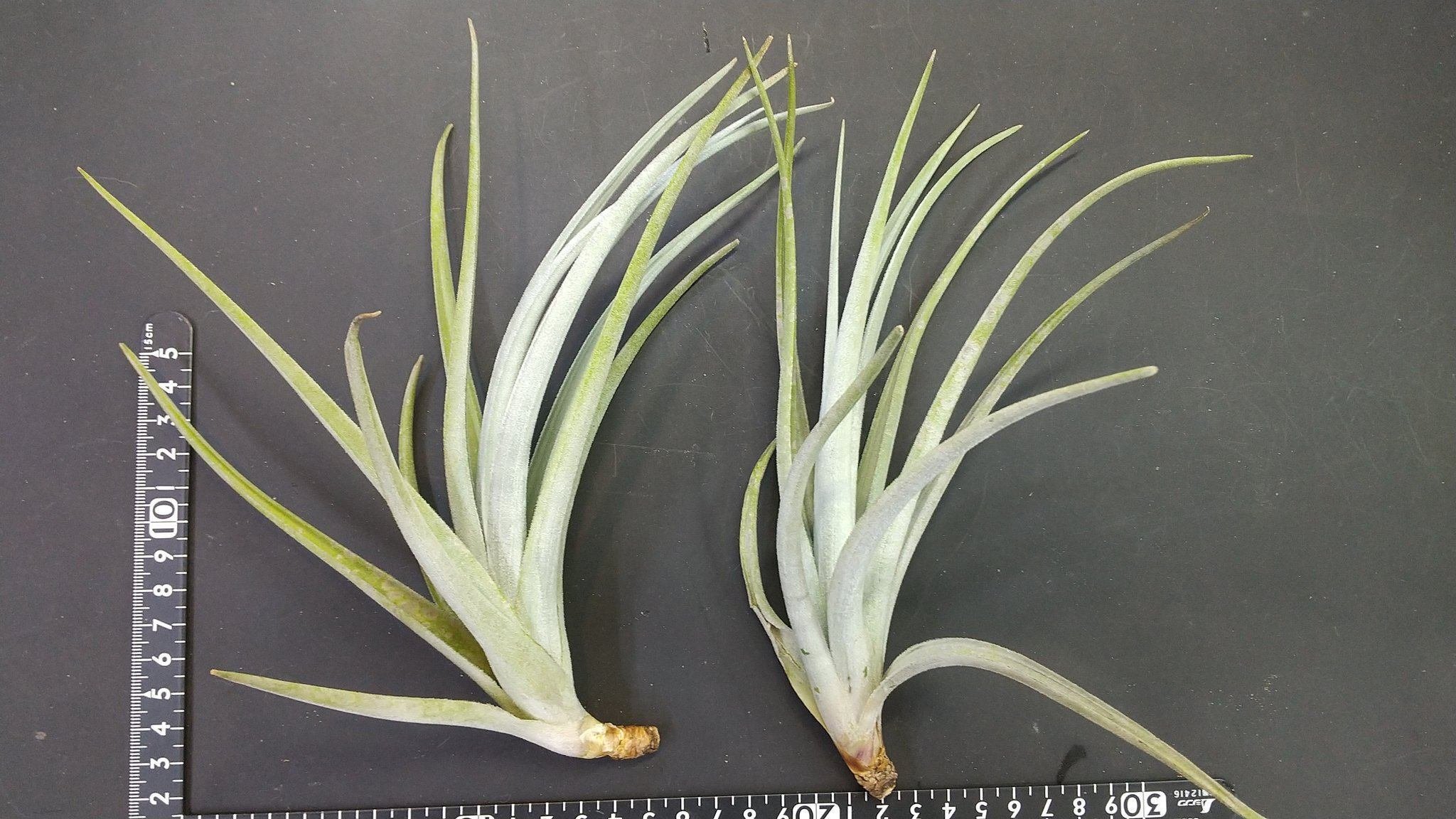 チランジア入荷リスト2/24｜NatureGarden🌿神田