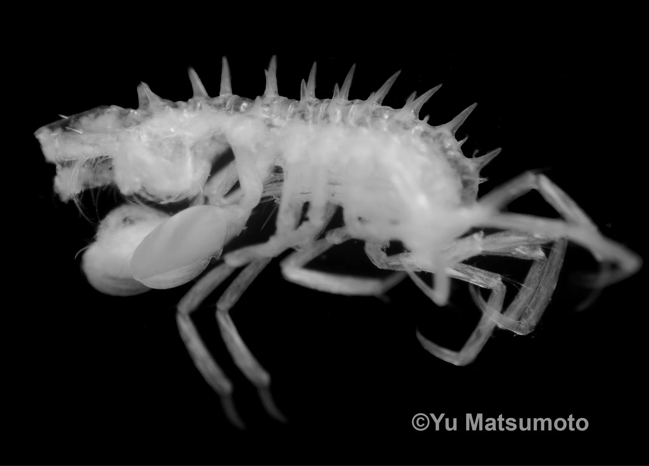 ヨコエビの新種（Matsumoto et al. 2023）｜Keiichi Kakui