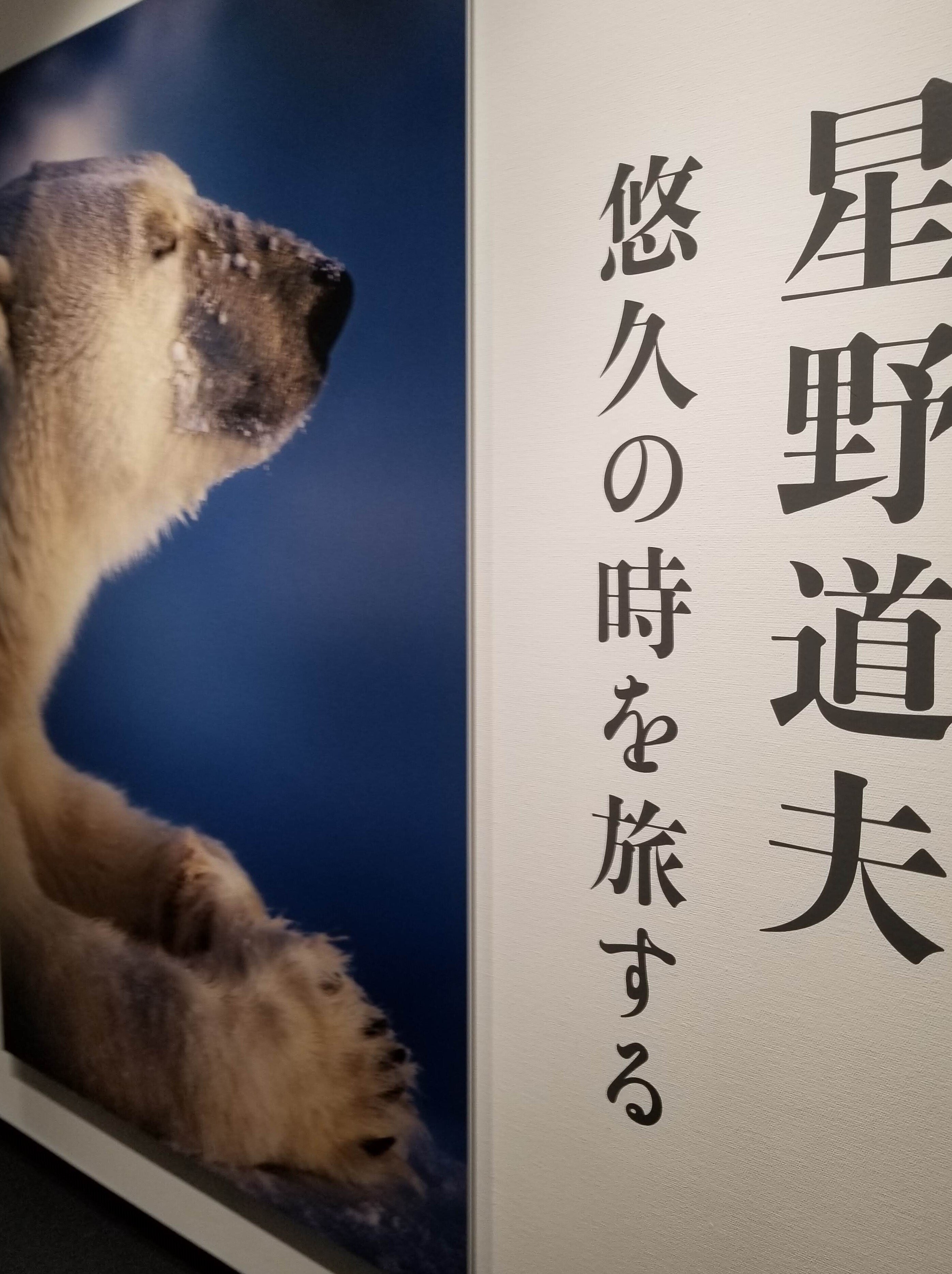 星野道夫 悠久の時を旅する」（1月に行った写真展）｜もう猫だっこ