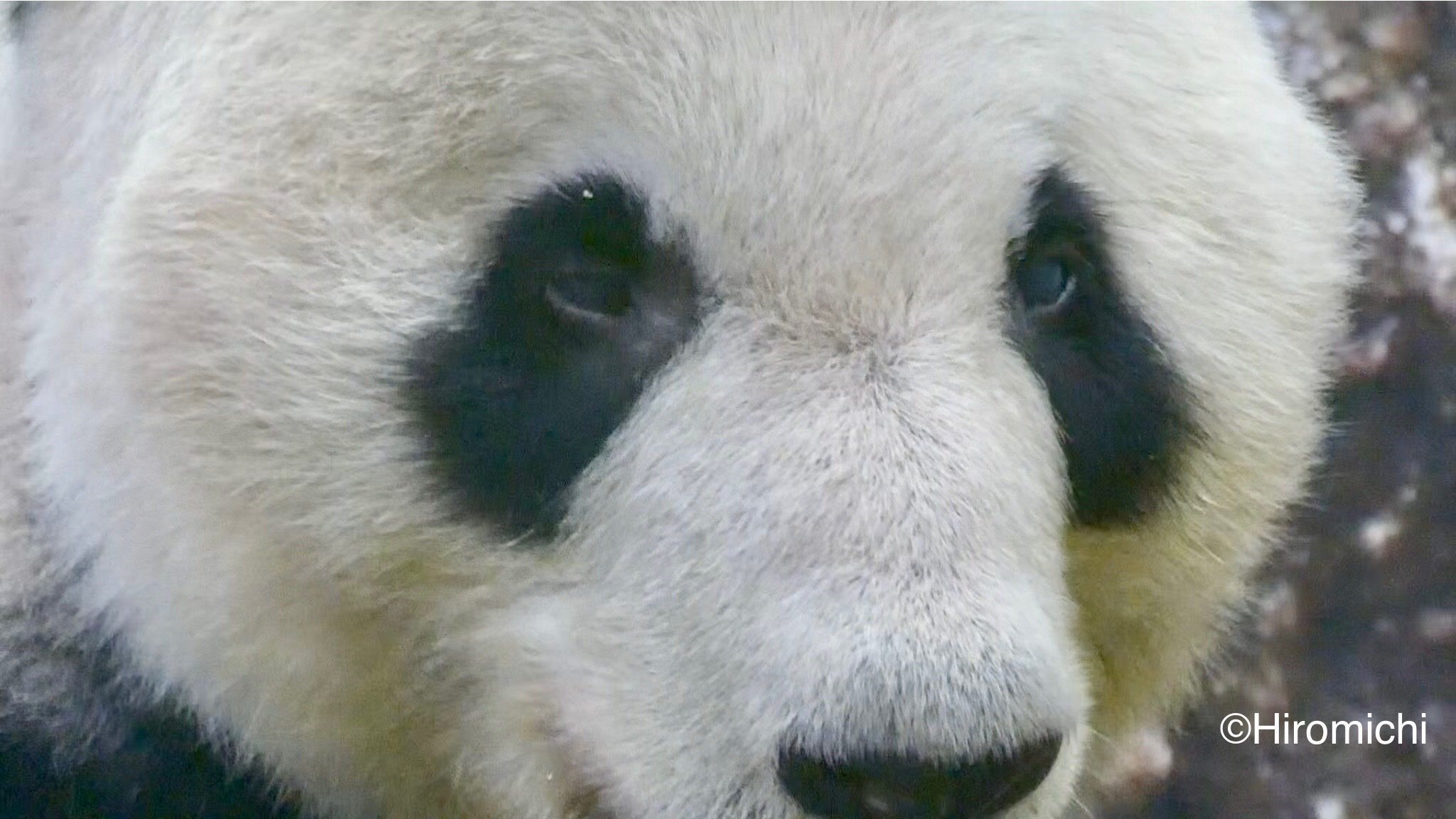 どうしているかな|Hiromichi Wandering