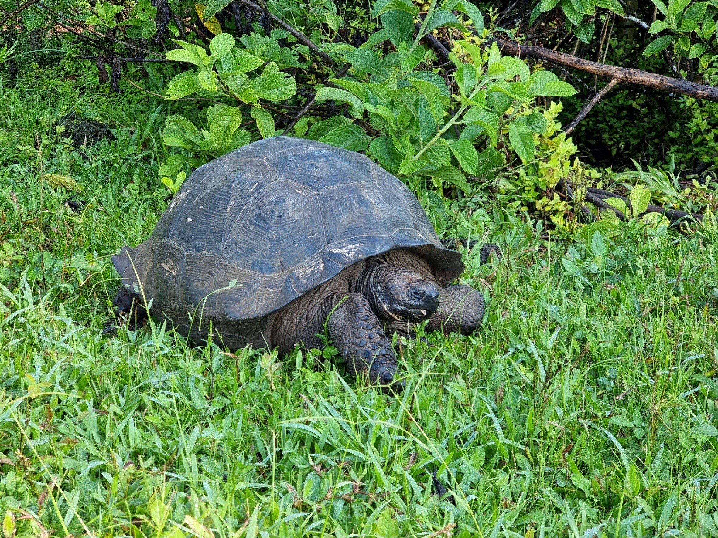 C61-048 神秘の島ガラパゴス テュイ・ド・ロイ・ムーア 他