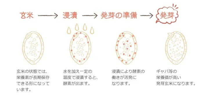 発芽玄米。食べる楽しみもあれば作る楽しみもある｜株式会社大潟村 