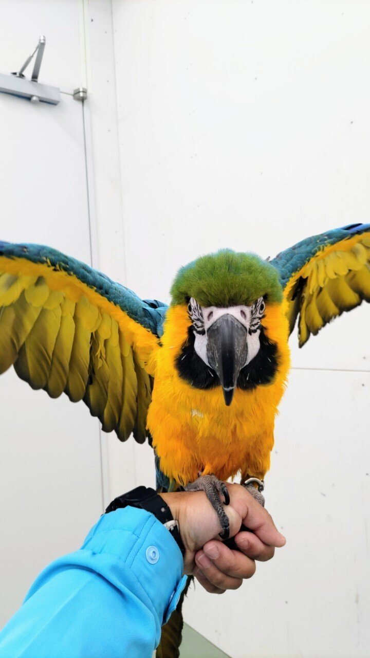 鳥のメンテナンス｜仙台うみの杜水族館