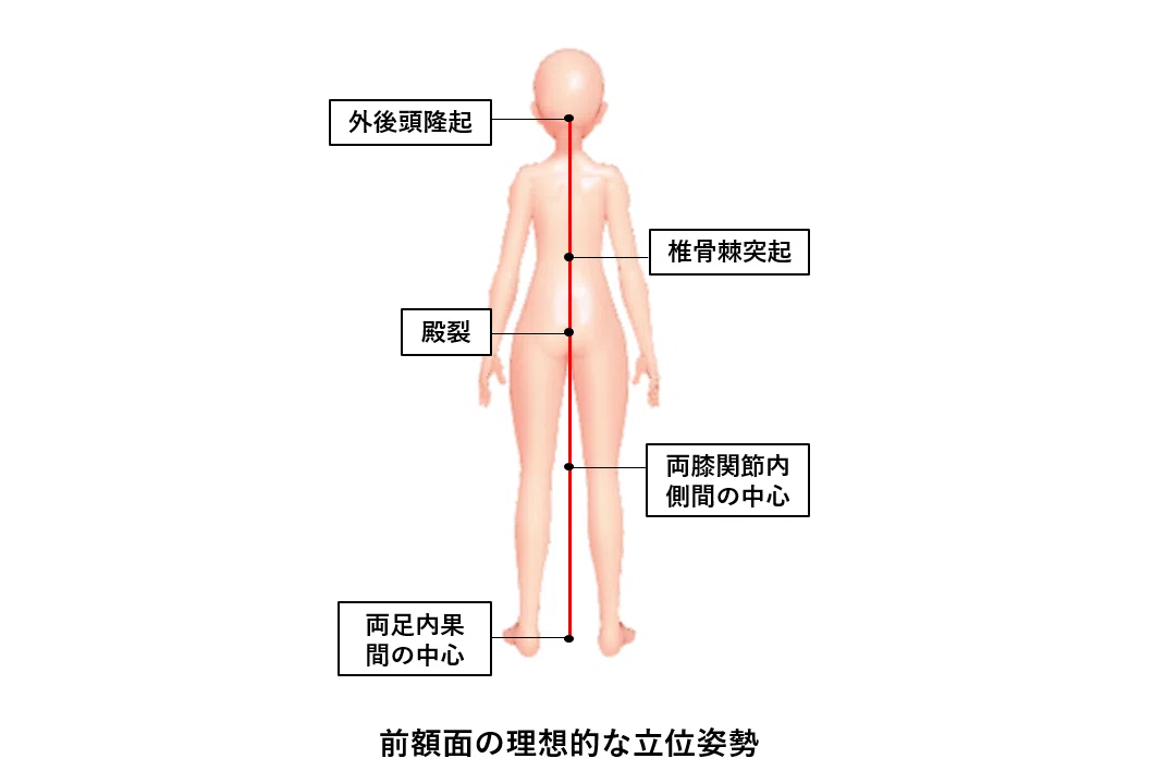 姿勢評価とエクササイズの教科書』2023【サブスク】｜理学療法士による