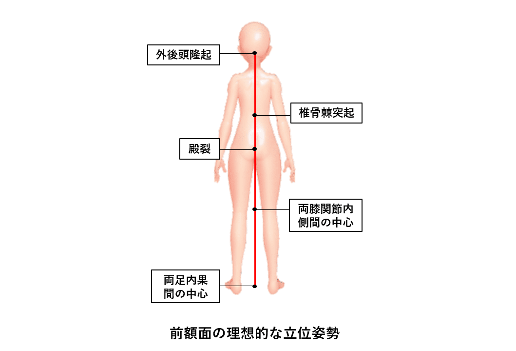 姿勢評価とエクササイズの教科書』2023【サブスク】｜理学療法士