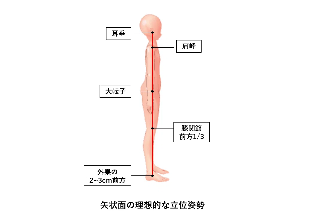 姿勢評価とエクササイズの教科書』2023【サブスク】｜理学療法士による