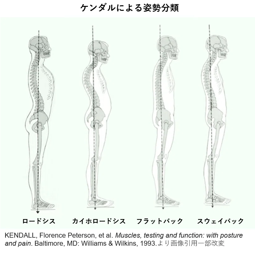 姿勢評価とエクササイズの教科書』2023【サブスク】｜理学療法士による