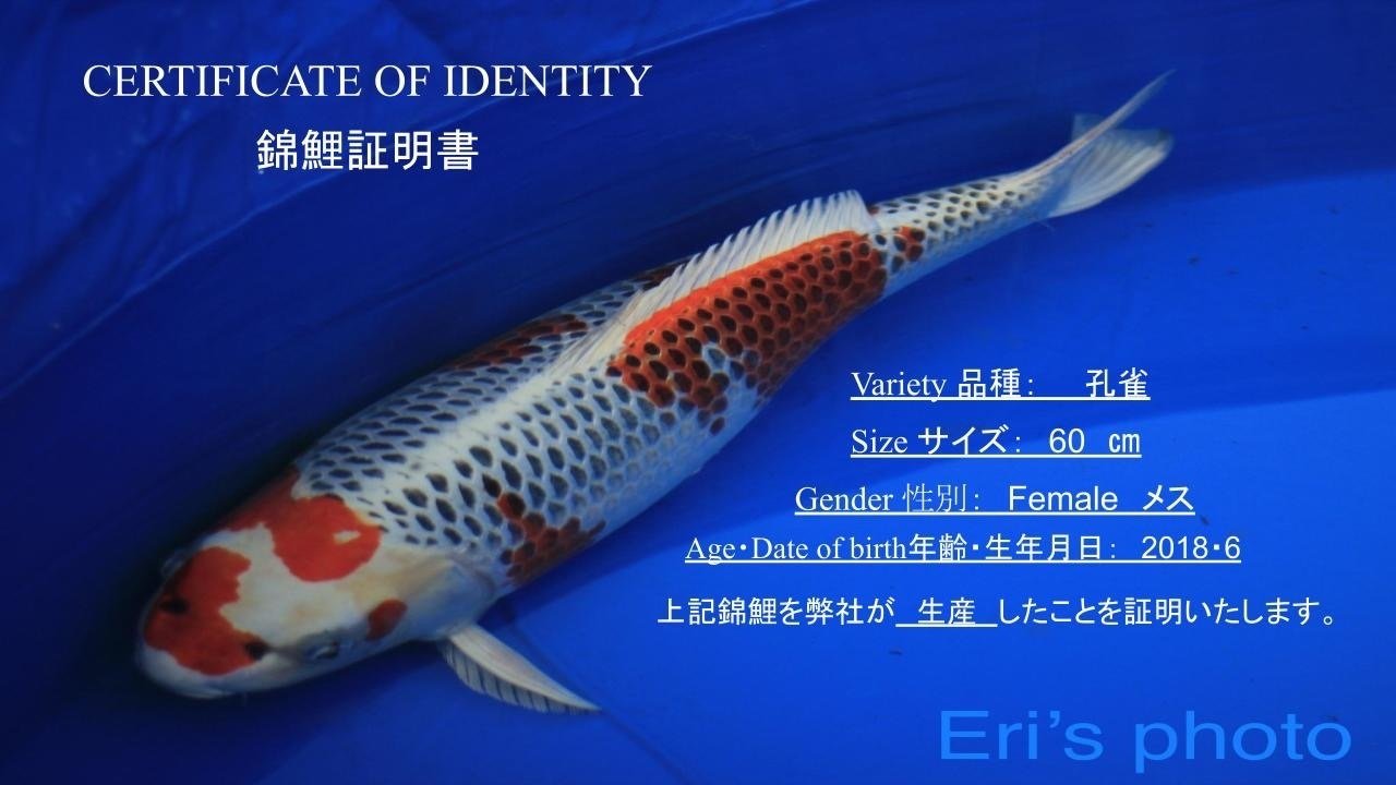 My HOME MADE 証明書作成サービス！｜Toshio koi info