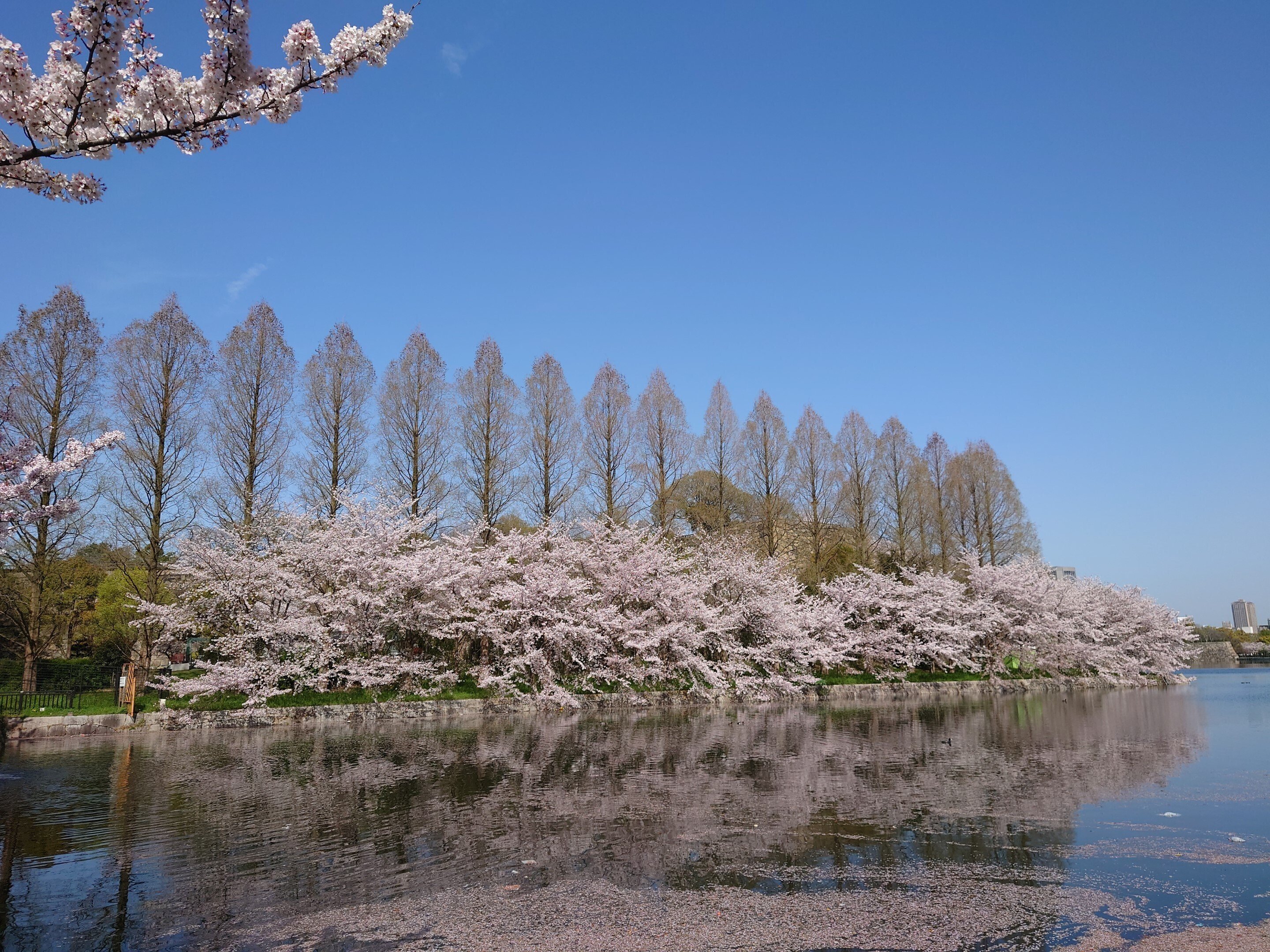 大阪城公園2021年3月31日【桜】｜レタス