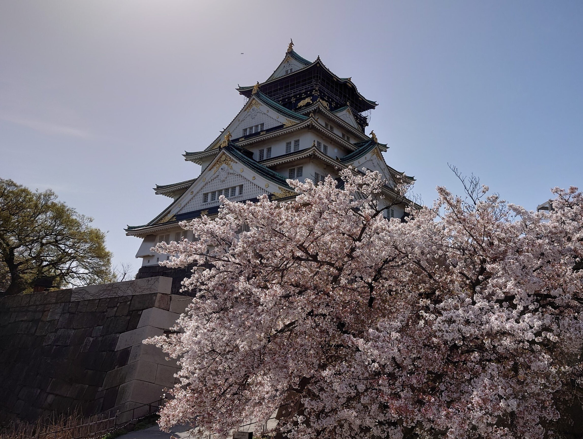 大阪城公園2021年3月31日【桜】｜レタス