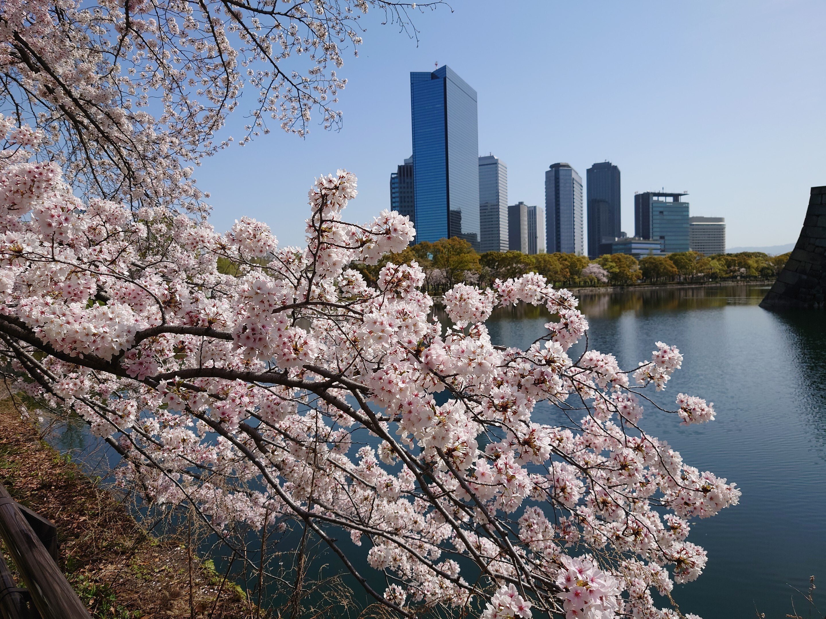 大阪城公園2021年3月31日【桜】｜レタス