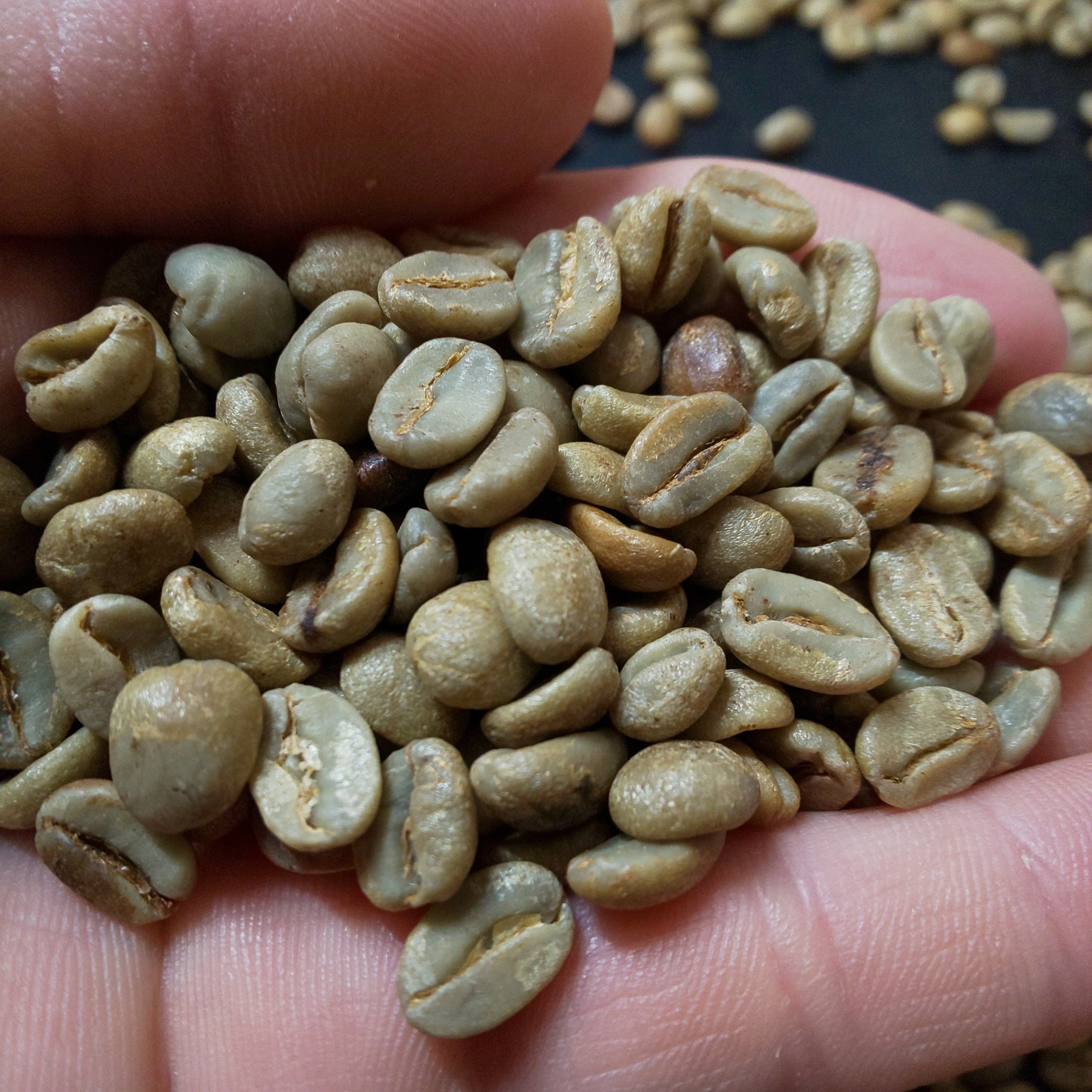 コーヒー生豆5kg×3種類 未開封 コーヒー生豆200gx3種類セット計600g 