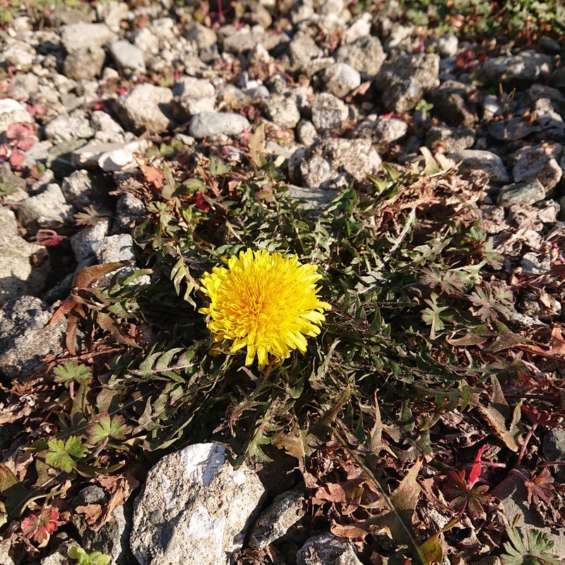 きのうのタンポポ。今日は少し枯れていました。花の命は短いものですね。