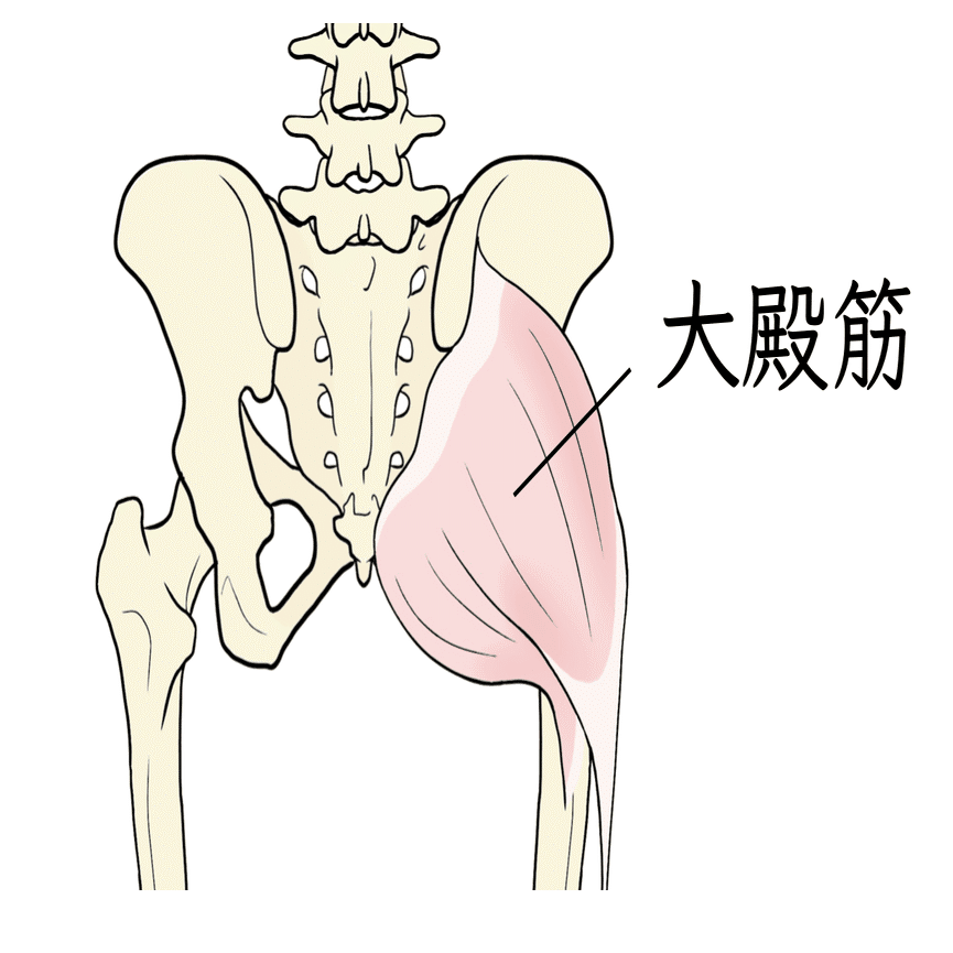 骨盤帯・股関節の臨床評価①〜構造の理解と触察術〜【サブスク】｜理学