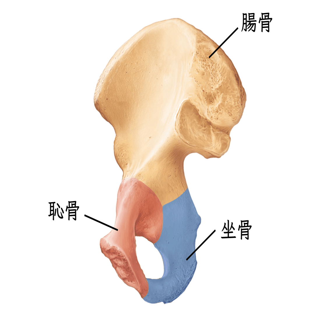 骨盤帯・股関節の臨床評価①〜構造の理解と触察術〜【サブスク】｜理学