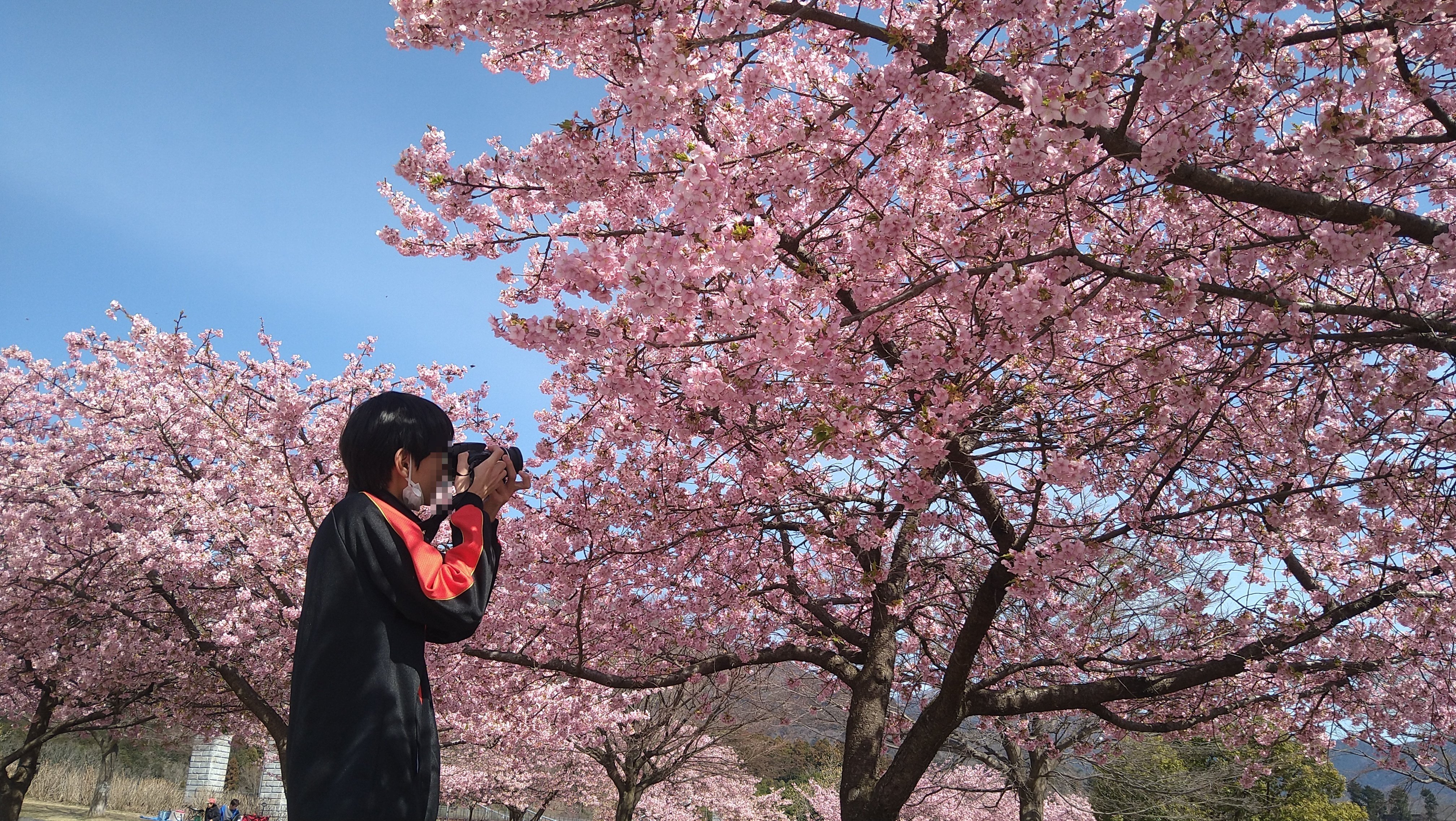 小さな春を見つけに行った話～三渓園の梅と秦野戸川公園の河津桜｜OgAz