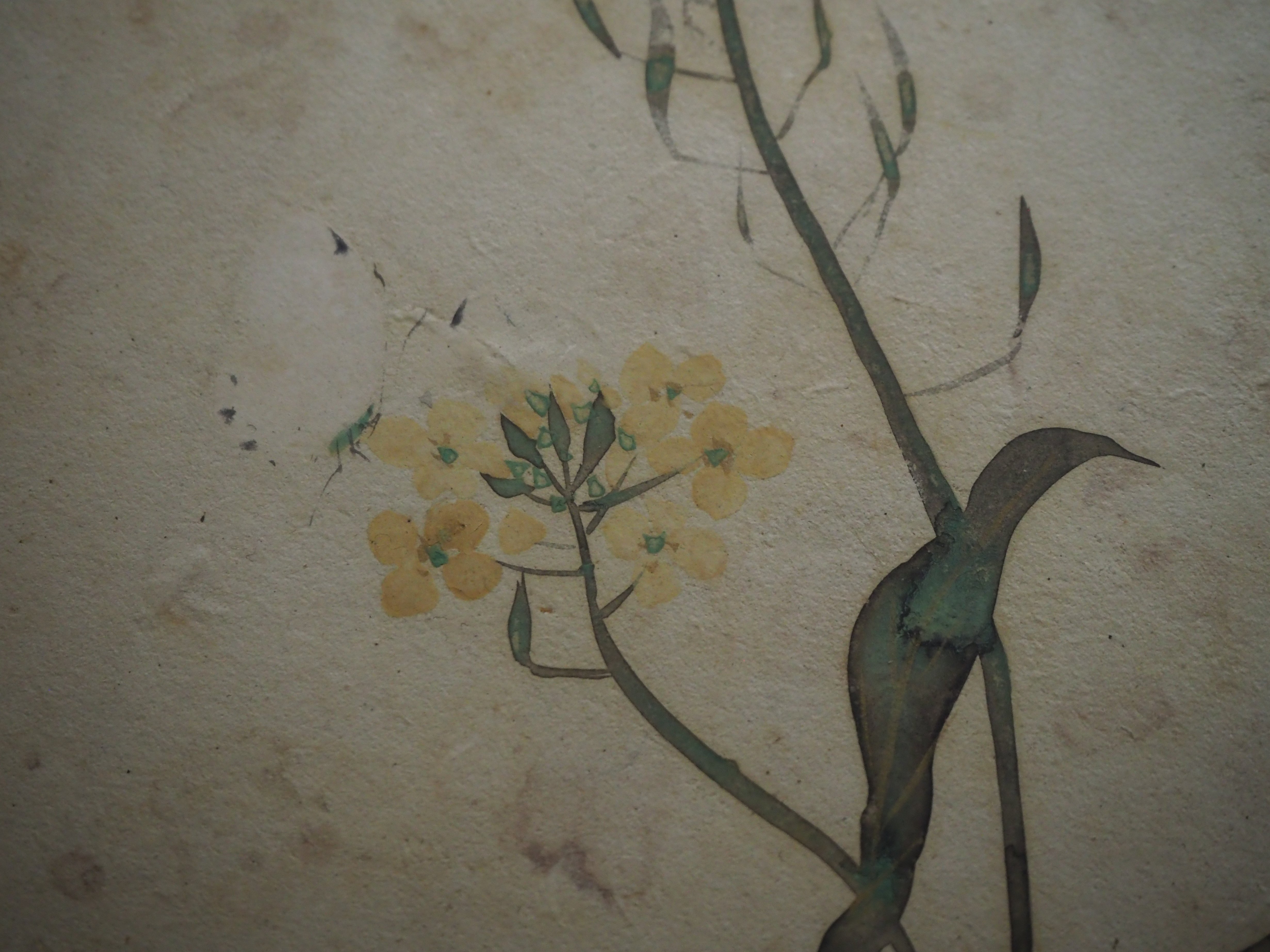 琳派の描いた草花が、トーハクで満開でした@東京国立博物館｜かわかわ