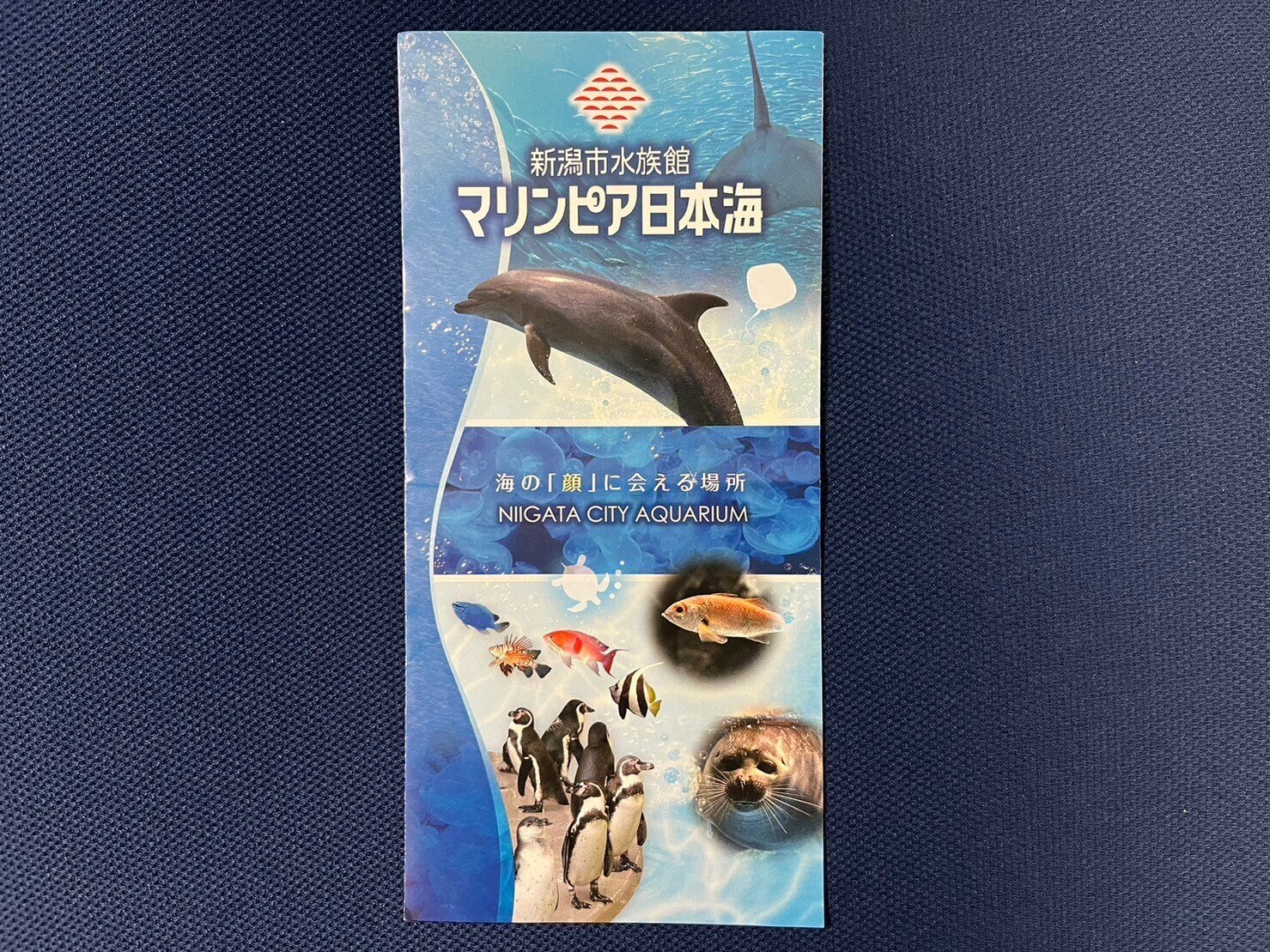 思い出9】新潟市水族館 マリンピア日本海｜haru