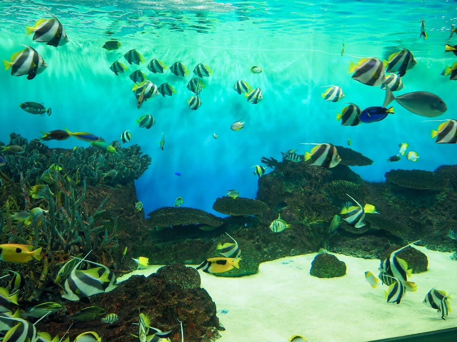 思い出9】新潟市水族館 マリンピア日本海｜haru