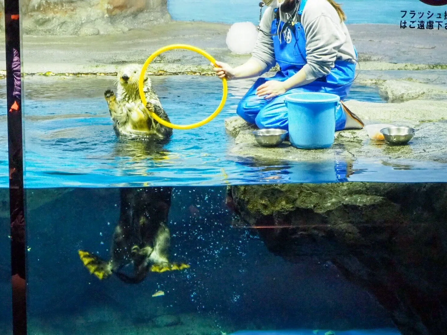 水族館4☆新潟☆マリンピア日本海9☆ラッコ☆記念メダル☆茶平工業