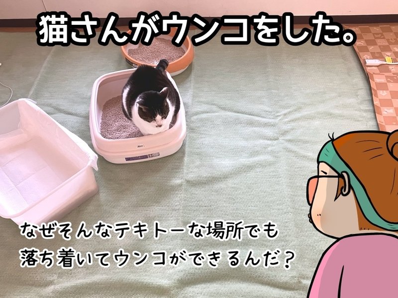 猫さんがそのトイレでウンコをした。（実際に用を足しているところの写真）。なぜそんなテキトーな場所でも落ち着いてウンコができるんだ？