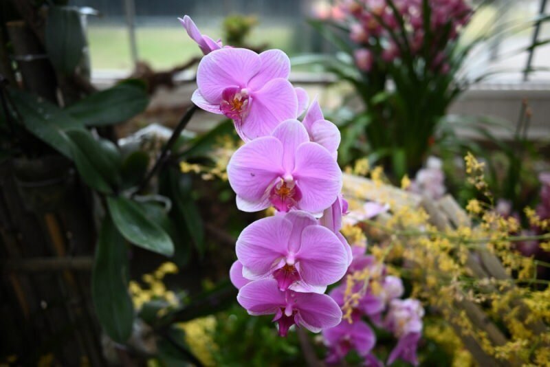 植物園に行ってみた|Gao