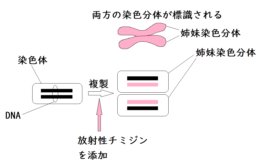 ビジュアルで見る 遺伝子・DNAのすべて:身近なトピックで学ぶ