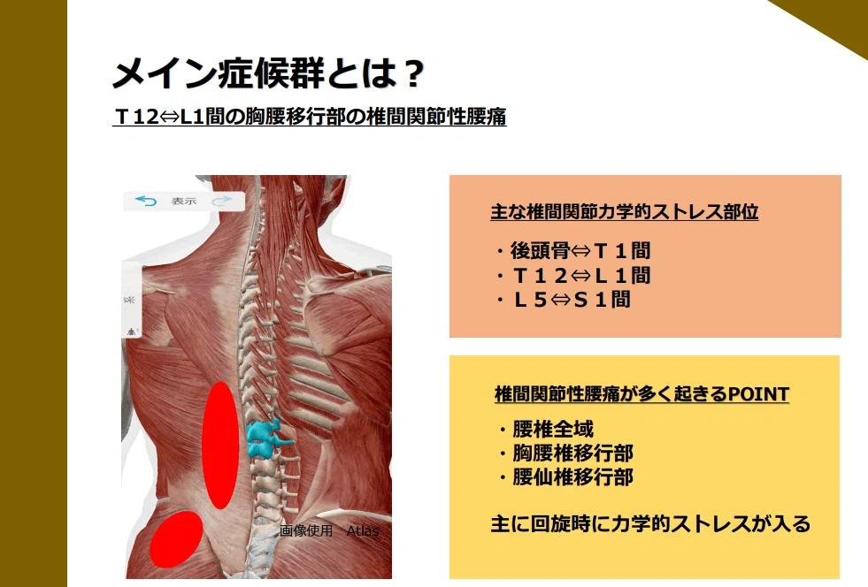 腰痛症例の体幹回旋はどのくらい低下するのか。 _ 下部体幹筋群活動による腰仙部安定性と身体運動パフォーマンス – LYCH