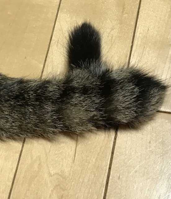 猫噺#24】幸運のカギしっぽ！｜山下敬