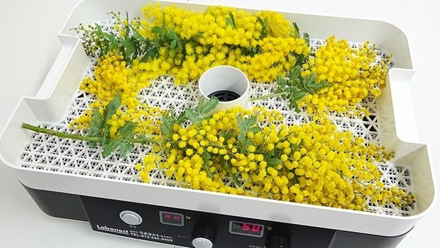 3月8日はミモザの日。フードドライヤーでつくるミモザのドライフラワー