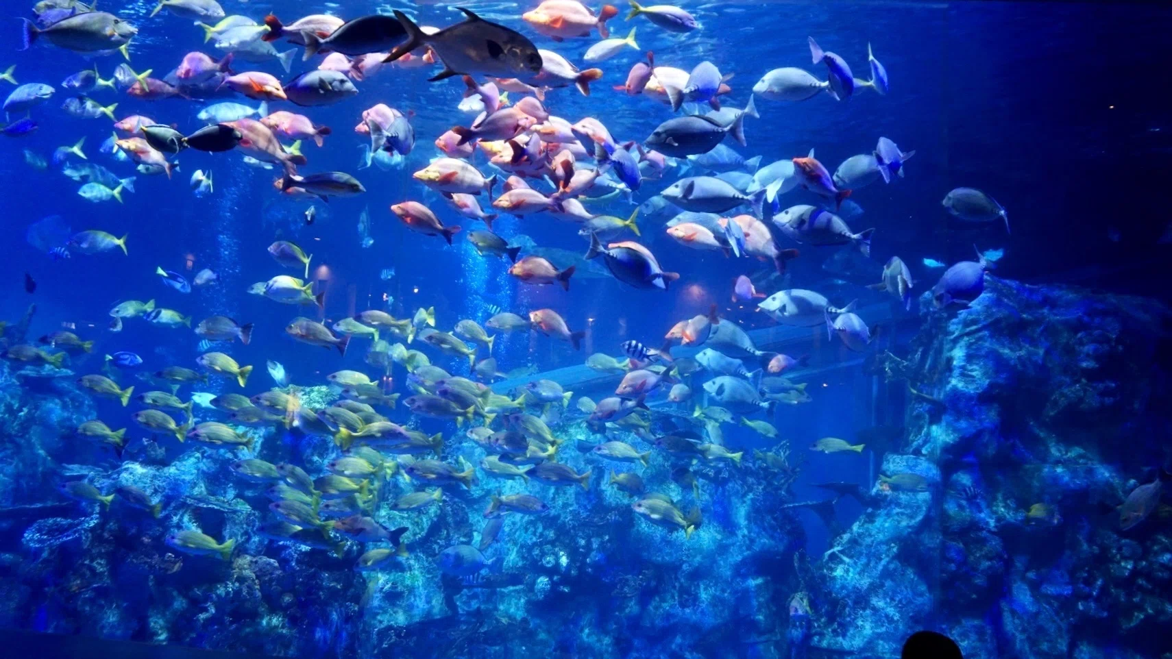 にじさんじ好きが三重に行ったよ⑦鳥羽水族館編｜まき