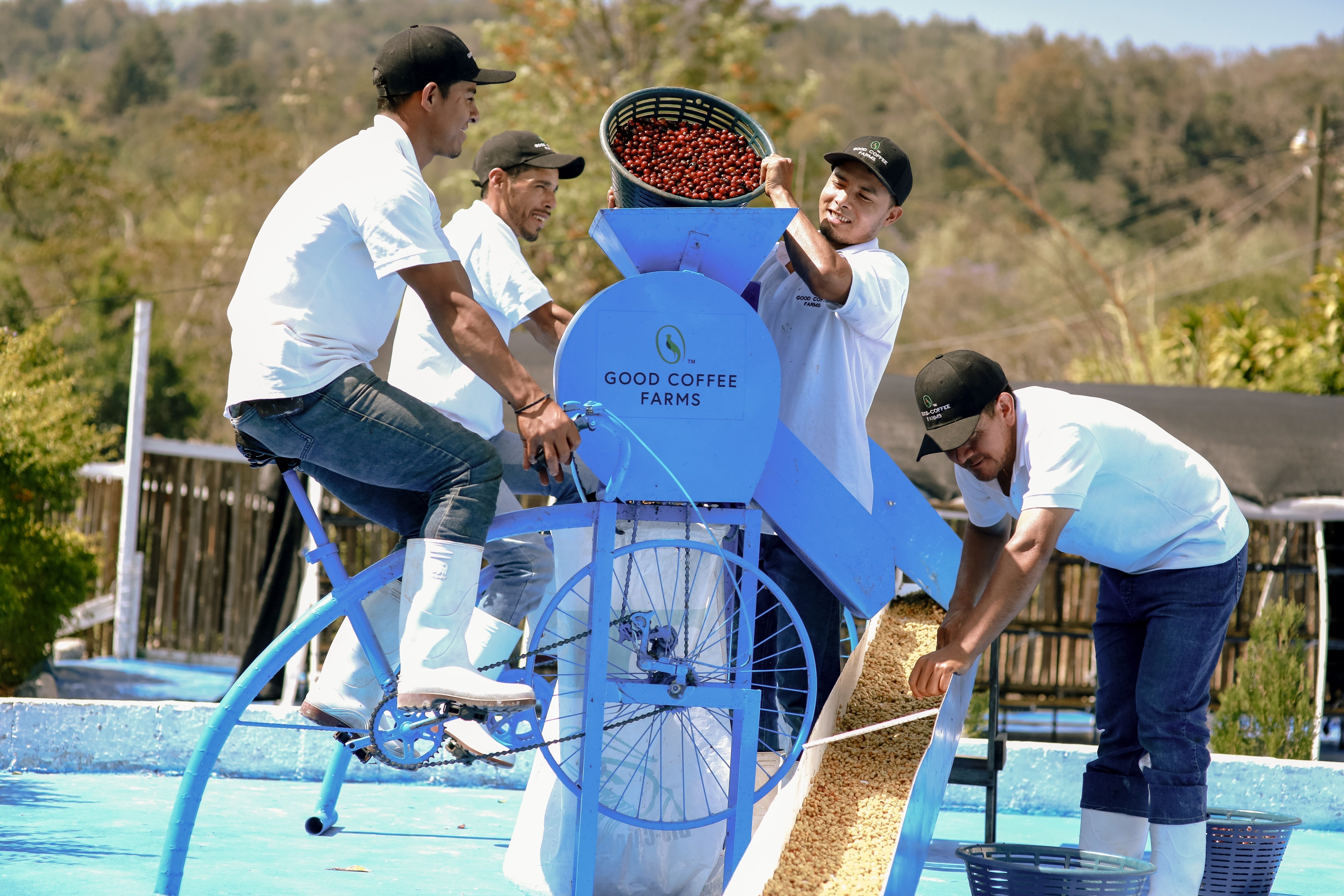 コーヒー紹介☕️】 パチェ品種のトロピカルフルーツを思わせる明るい