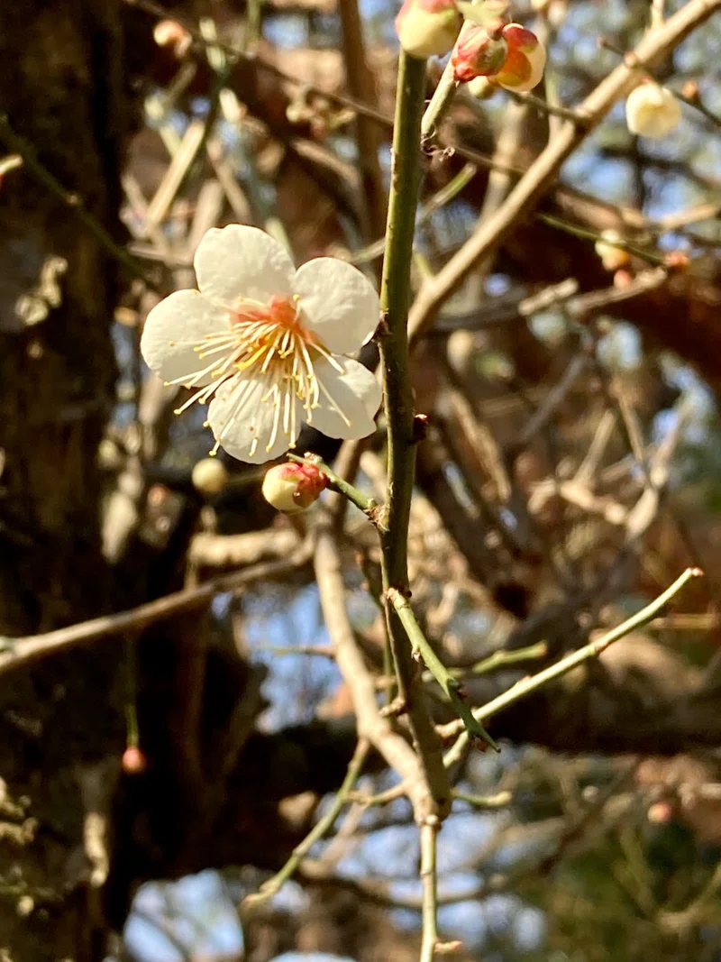12年目の「3.11」 「東風吹かば匂いおこせよ梅の花あるじなしとて春な忘れそ」 ｜moriko (forestchild)｜note