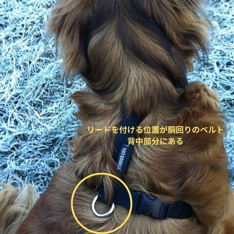抜けにくい犬のハーネスなら 【Perros ペルロスハーネス】｜Alice's