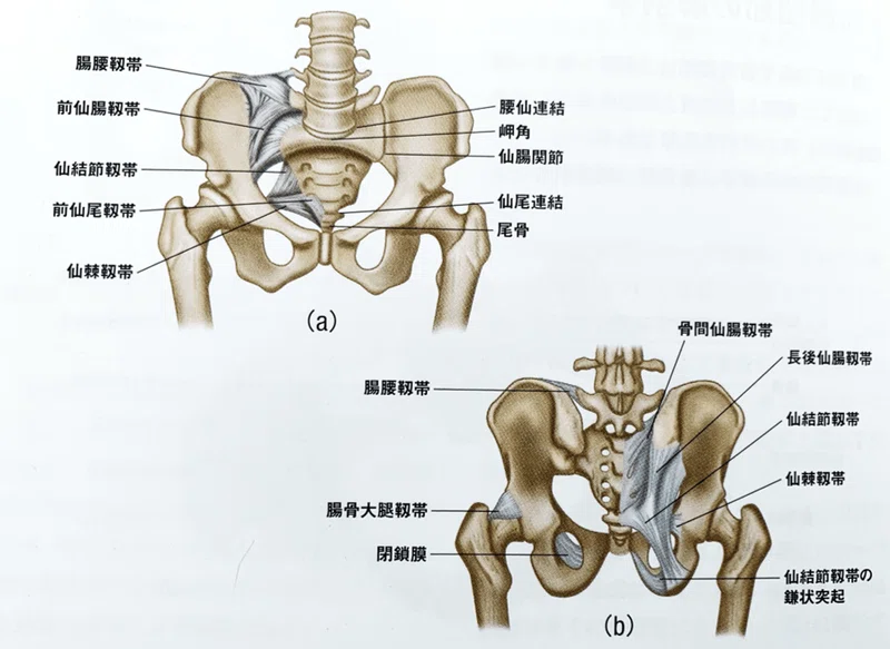 仙腸関節の理学療法評価2023｜理学療法士による臨床のためのnote