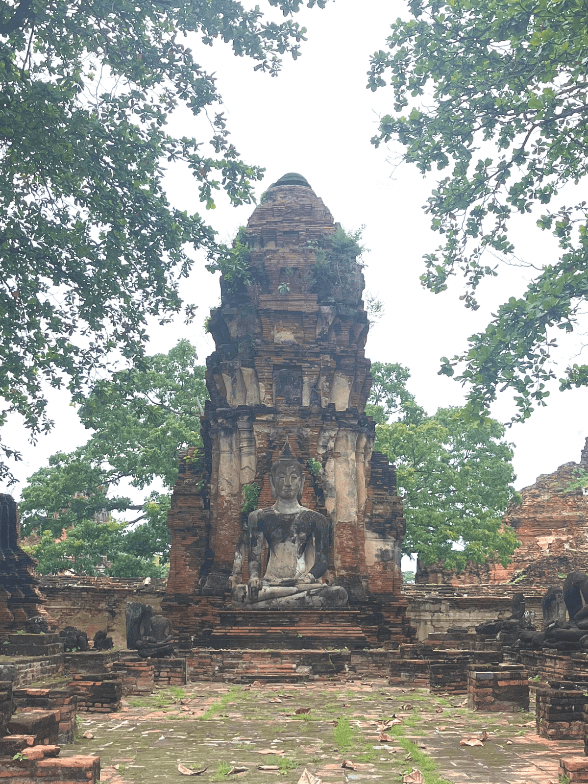 世界遺産アユタヤ④木に守られた仏像の頭｜ゆかり🌍Yukari