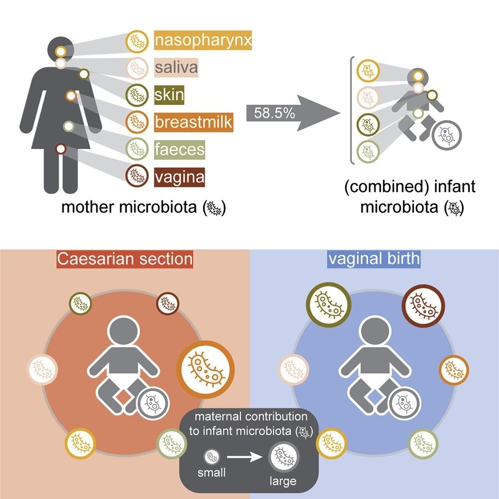 複数の身体部位にまたがる母子間微生物相の伝達と乳児の微生物相の発達｜哉百名